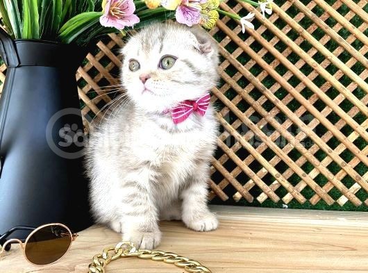Scottish Fold Kızımız