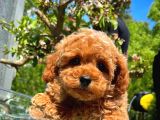 Red Toy Poodle Yavrularımız