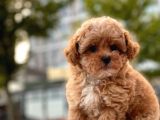 Mi̇ni̇ Boy Toy Poodle Yavrular