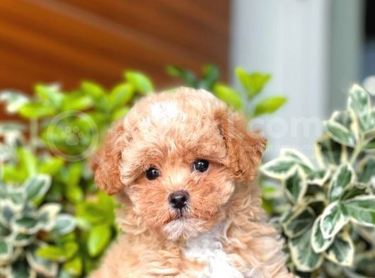 Mi̇ni̇ Boy Toy Poodle Yavrular görsel