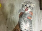 Scottish Fold Tabby