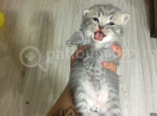 Scottish Fold Tabby görsel