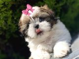 Irk Ve Sağlık Garantili Shih Tzu Yavrularımız