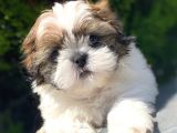 Irk Ve Sağlık Garantili Shih Tzu Yavrularımız