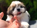 Irk Ve Sağlık Garantili Shih Tzu Yavrularımız