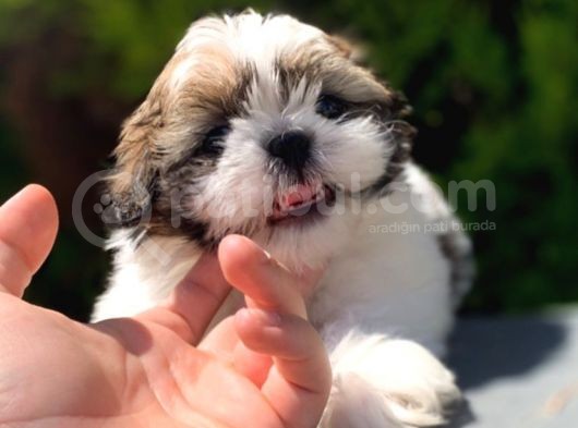 Irk Ve Sağlık Garantili Shih Tzu Yavrularımız görsel