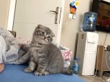 Scottish Fold Tabby