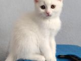 British Shorthair Dişi