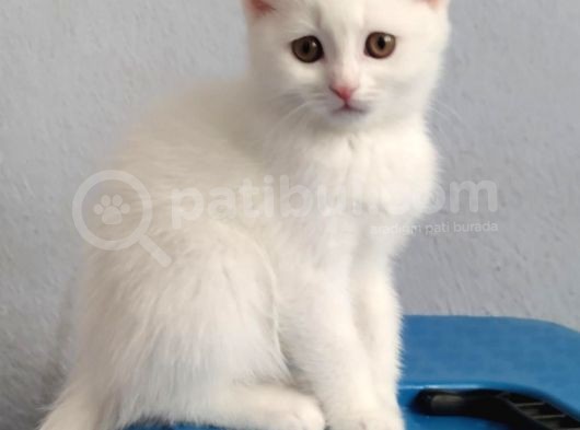 British Shorthair Dişi