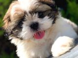 Irk Ve Sağlık Garantili Shih Tzu Yavrularımız