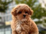 Mi̇ni̇ Boy Toy Poodle Yavrular