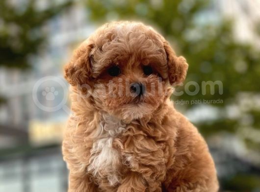 Mi̇ni̇ Boy Toy Poodle Yavrular görsel