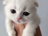 Scottish Fold
