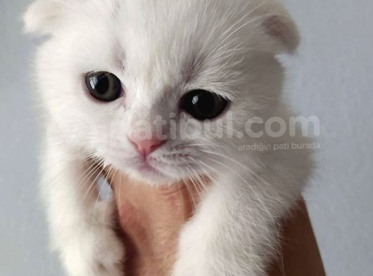 Scottish Fold görsel
