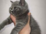 Erkek British Shorthair