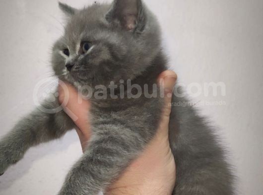 Erkek British Shorthair