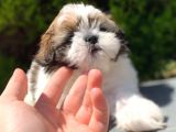 Irk Ve Sağlık Garantili Shih Tzu Yavrularımız