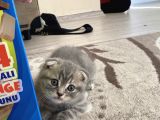 Scottish Fold Tabby