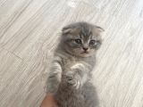 Scottish Fold Tabby