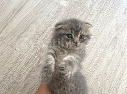 Scottish Fold Tabby görsel