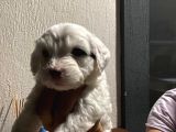 Terrier Yavrular Yeni Evlerine Gitmeye Hazırlar
