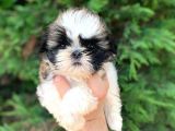 Irkının En İyisi En Ufağı Sadece 650 Gr. Shih Tzu Oğlumuz