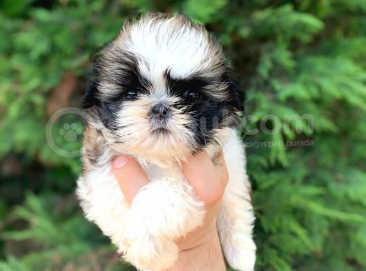 Irkının En İyisi En Ufağı Sadece 650 Gr. Shih Tzu Oğlumuz