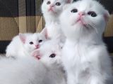 Scottish Fold