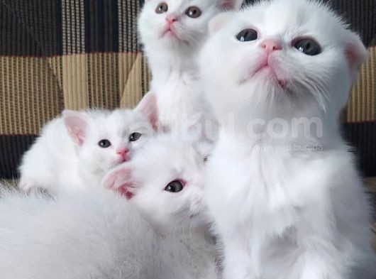 Scottish Fold görsel