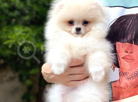 Pomeranian Boo Yavrular görsel