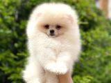 Pomeranian Boo Yavrular