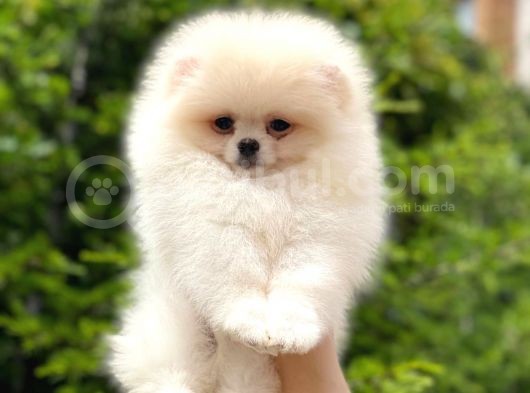 Pomeranian Boo Yavrular görsel