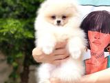 Pomeranian Boo Yavrular