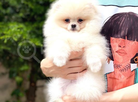 Pomeranian Boo Yavrular