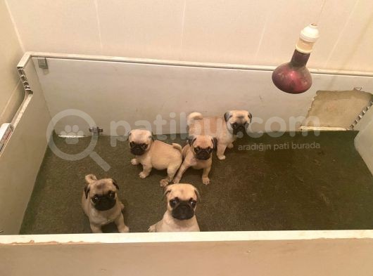 Safkan Mops Yavrular görsel