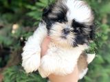 Irkının En İyisi En Ufağı Sadece 650 Gr. Shih Tzu Oğlumuz