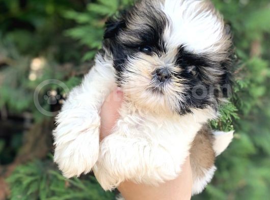 Irkının En İyisi En Ufağı Sadece 650 Gr. Shih Tzu Oğlumuz görsel