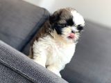 Irkının En İyisi Safkan Shih Tzu Yavrularımız
