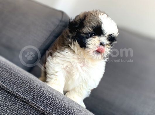 Irkının En İyisi Safkan Shih Tzu Yavrularımız