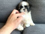 Irkının En İyisi Safkan Shih Tzu Yavrularımız