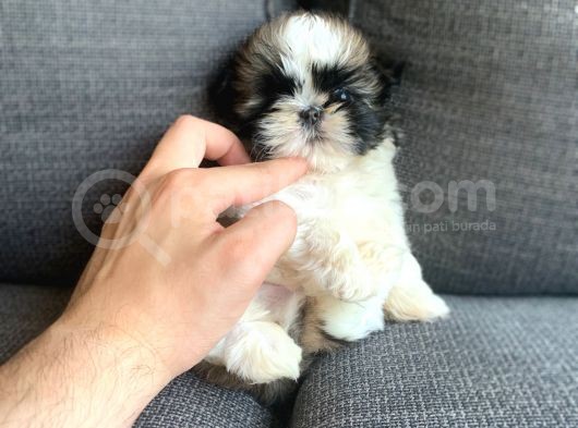 Irkının En İyisi Safkan Shih Tzu Yavrularımız görsel