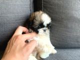 Irkının En İyisi Safkan Shih Tzu Yavrularımız
