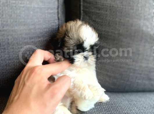 Irkının En İyisi Safkan Shih Tzu Yavrularımız görsel