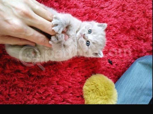 Safkan British Shorthair. 2 Aylik. Kendi̇si̇ Çok Oyuncudur. görsel