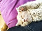 Safkan British Shorthair. 2 Aylik. Kendi̇si̇ Çok Oyuncudur.