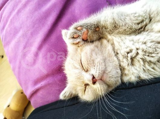Safkan British Shorthair. 2 Aylik. Kendi̇si̇ Çok Oyuncudur. görsel