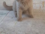 Safkan British Shorthair. 2 Aylik. Kendi̇si̇ Çok Oyuncudur.