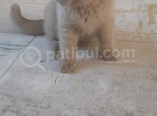 Safkan British Shorthair. 2 Aylik. Kendi̇si̇ Çok Oyuncudur. görsel