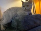 Safkan British Shorthair. 2 Aylik. Kendi̇si̇ Çok Oyuncudur.