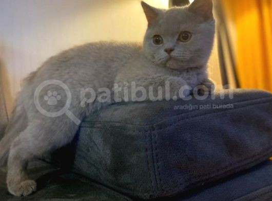 Safkan British Shorthair. 2 Aylik. Kendi̇si̇ Çok Oyuncudur.